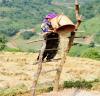 Mùa lúa vàng - Mù Cang Chải